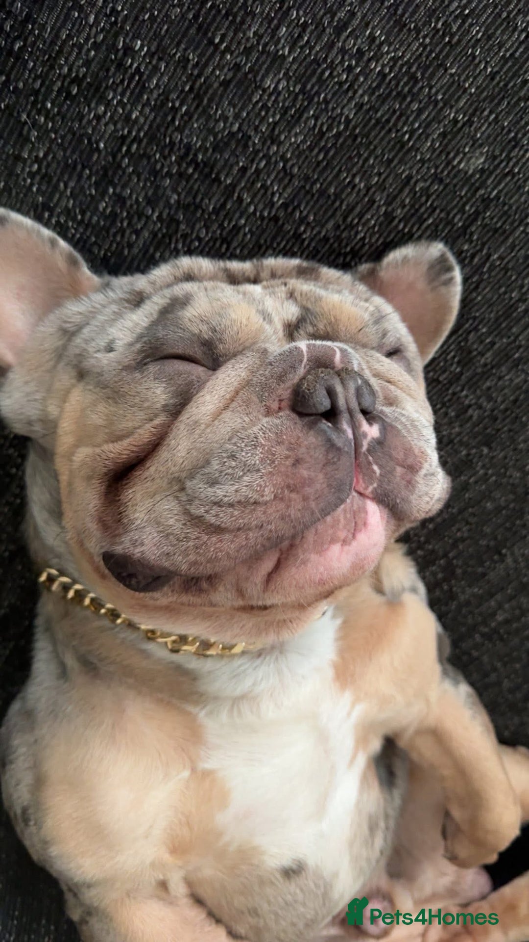 French Bulldog dogs for stud: Mixed Merle French Bulldog Stud - Image 3