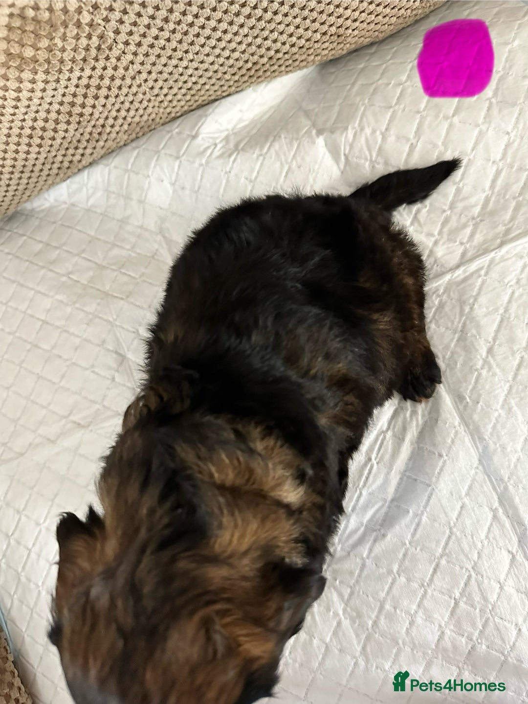 Cockapoo dogs for sale: Outstanding Cockapoos Puppies. 4 boys💙 2 girls 💗 - Image 33