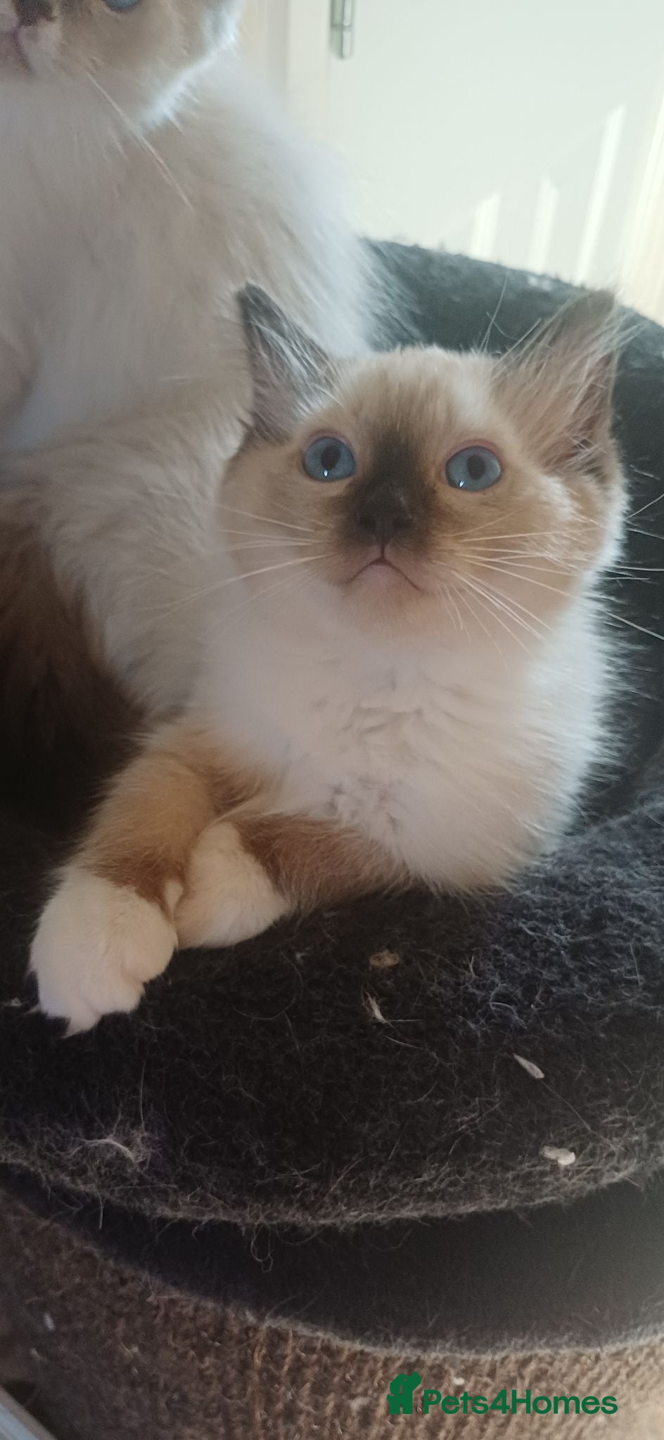 Ragdoll cats Beautiful Ragdoll kittens Ready for new homes. - Advert 3