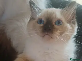 Ragdoll cats Beautiful Ragdoll kittens Ready for new homes. - Advert 3