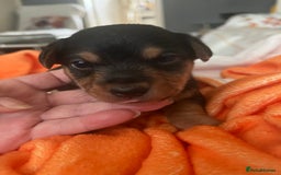 Mixed Breed dogs for sale: Jackawawa puppies 🐾💙1 boy left 💙🐾 - Image 14