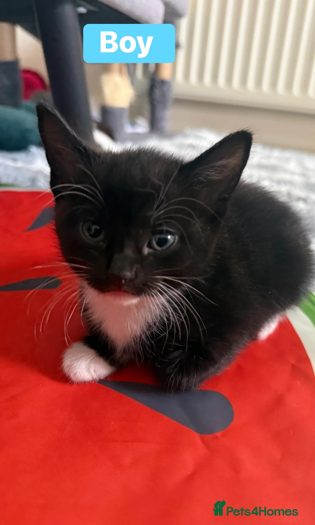 Mixed Breed cats for sale: 🐾 4 Adorable Kittens Looking for Loving Homes in Slough - Advert 5