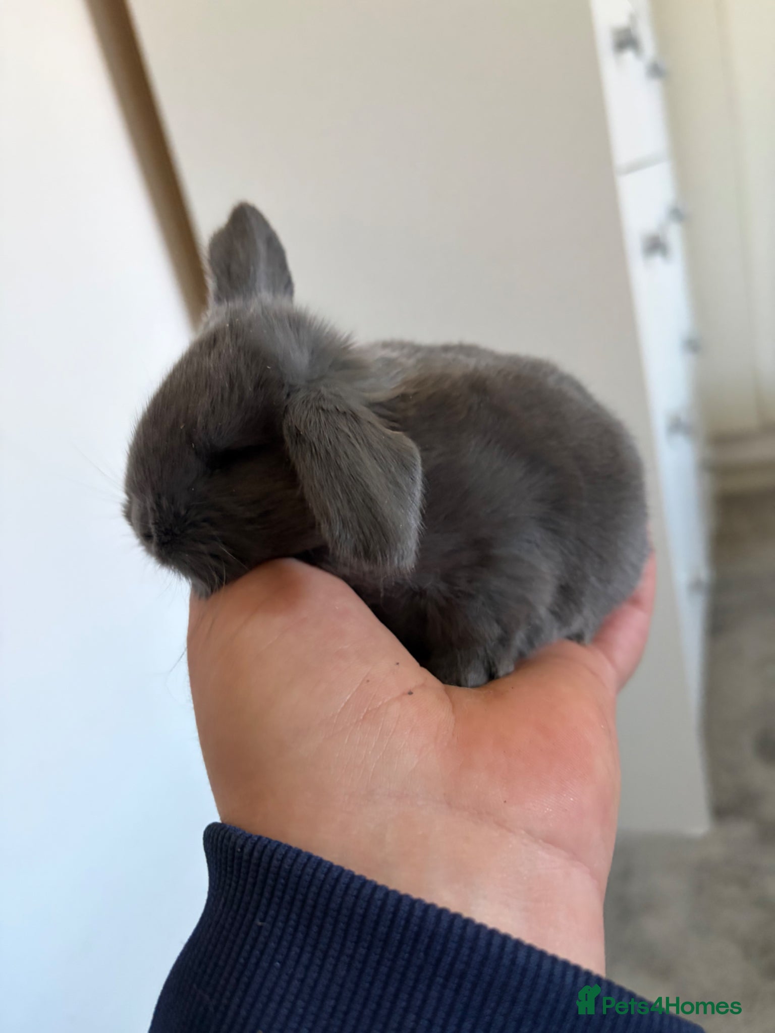 Mini Lop rabbits READY 2’d June   - Advert 5