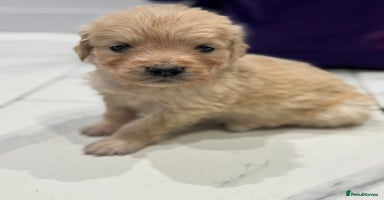 Golden Retriever dogs 5 outstanding KC golden retriever puppies  - Advert 6