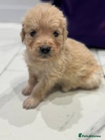 Golden Retriever dogs 5 outstanding KC golden retriever puppies - Advert 9