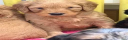 Mini Goldendoodle dogs for sale: Extensively health tested F1 goldendoodle puppies  - Advert 33