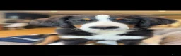 Bernese Mountain Dog dogs for sale: Female Bernese mountain dog - Advert 3