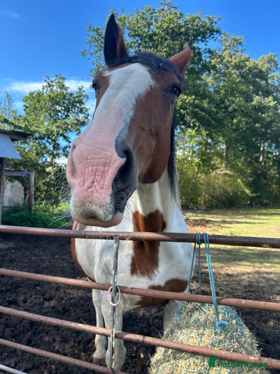 Irish Sports horses for sale: 🔆PROJECT HORSE SELLING FROM FIELD 🔆 - Advert 5