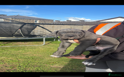 Cane Corso dogs for sale: Cane corso puppies looking for their forever homes - Image 14