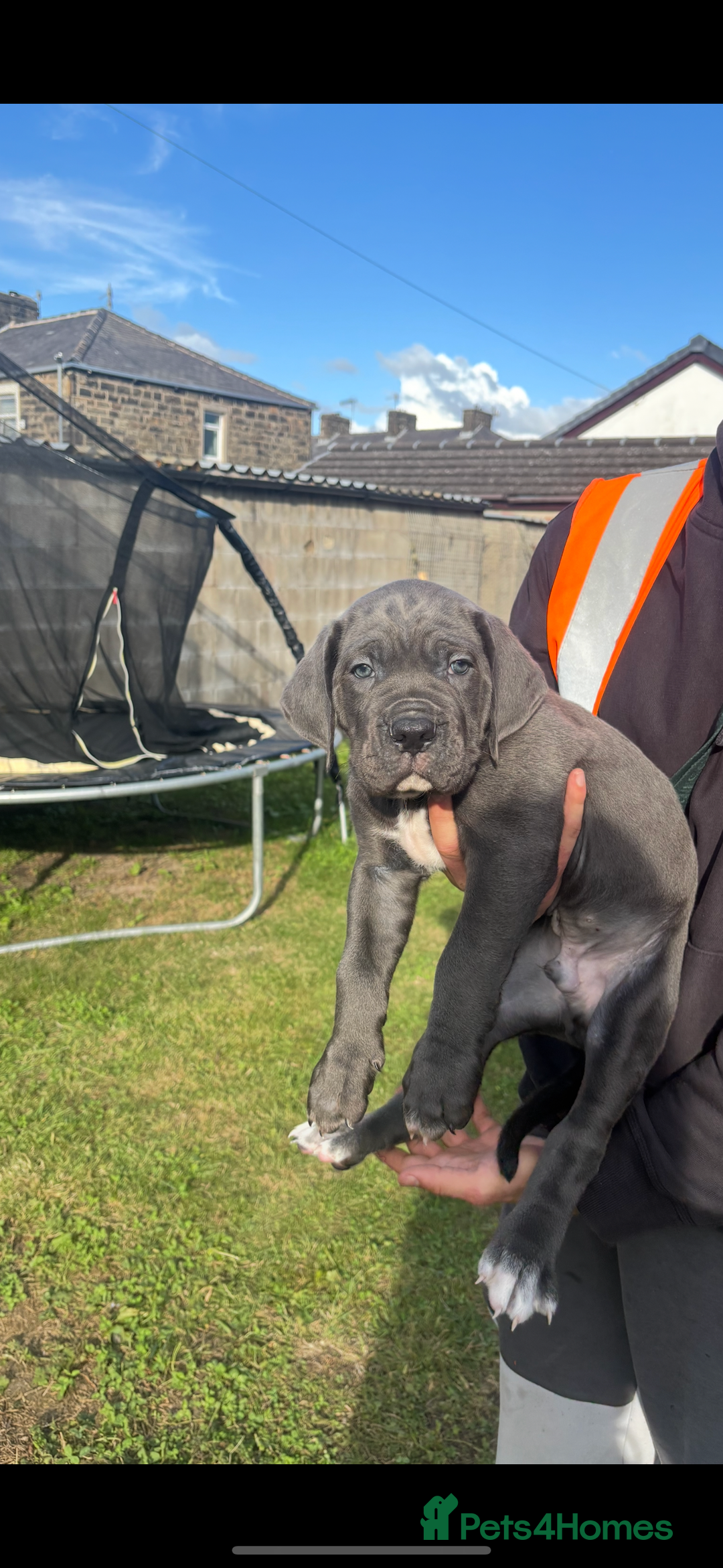 Cane Corso dogs for sale: Cane corso puppies looking for their forever homes - Image 14