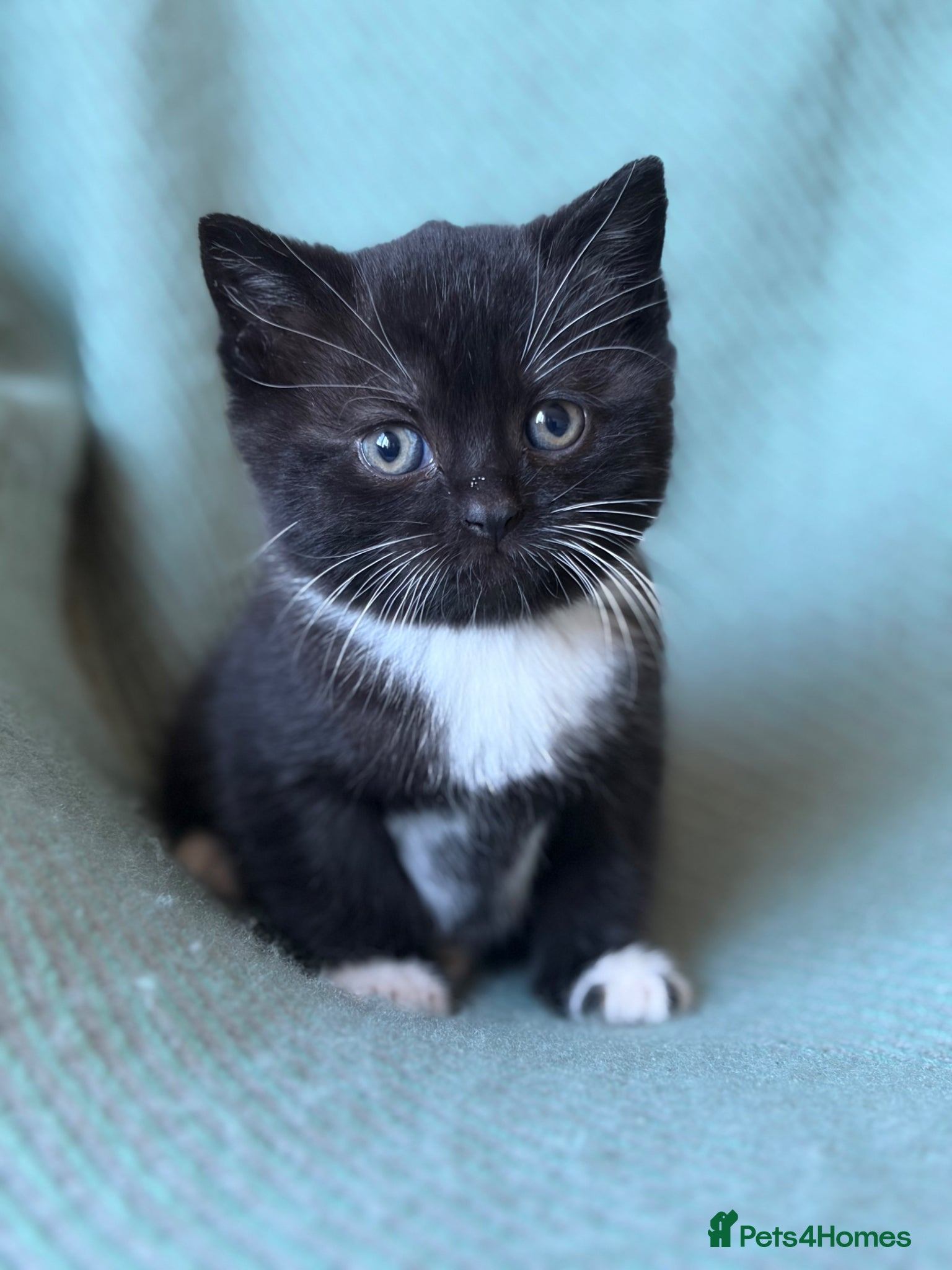 British Shorthair cats Your perfect pussycat - Advert 16