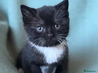 British Shorthair cats Your perfect pussycat - Advert 15