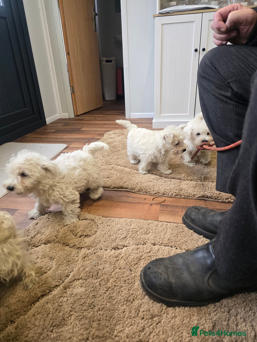 West Highland Terrier dogs for sale: KC REGISTERED WEST HIGHLAND TERRIERS - Image 14