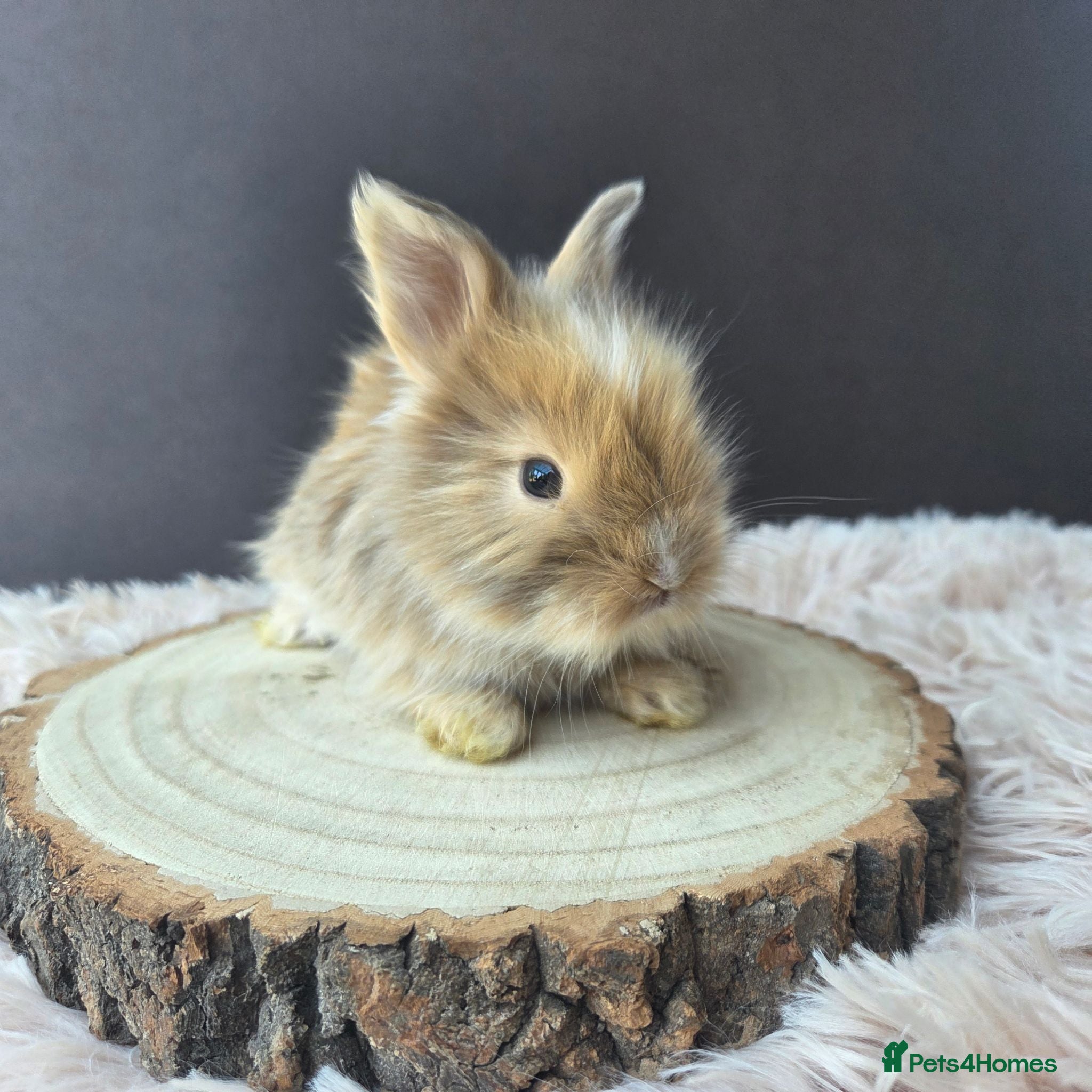 Angora rabbits English Angora Babies - Advert 3