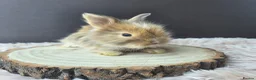 Angora rabbits for sale: English Angora Babies - Advert 3
