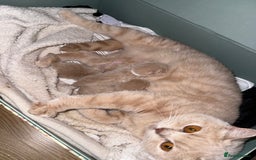 Mixed Breed cats for sale: 3 Cream Mixed Shorthairs - Image 5