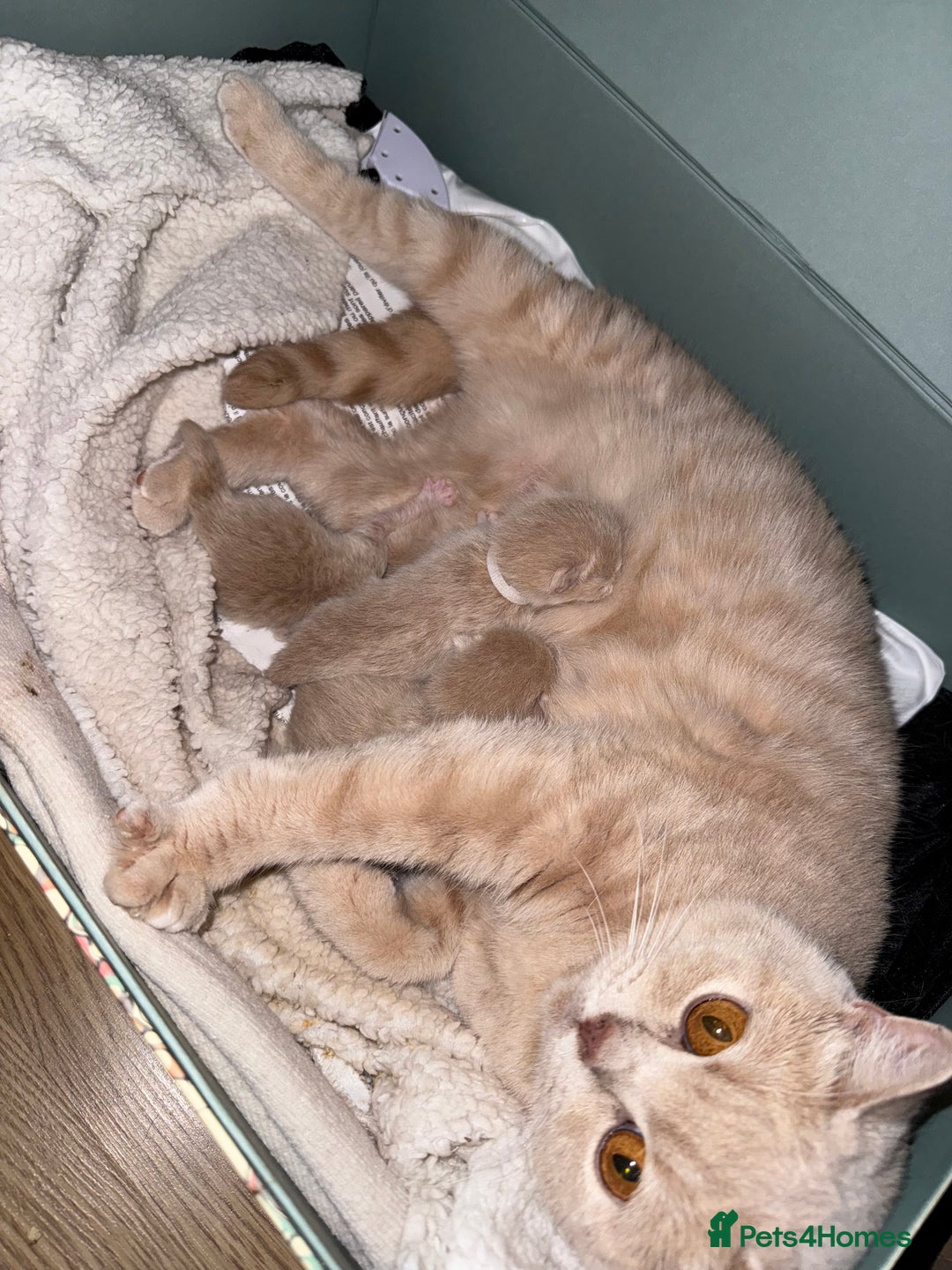 Mixed Breed cats for sale: 3 Cream Mixed Shorthairs - Image 5