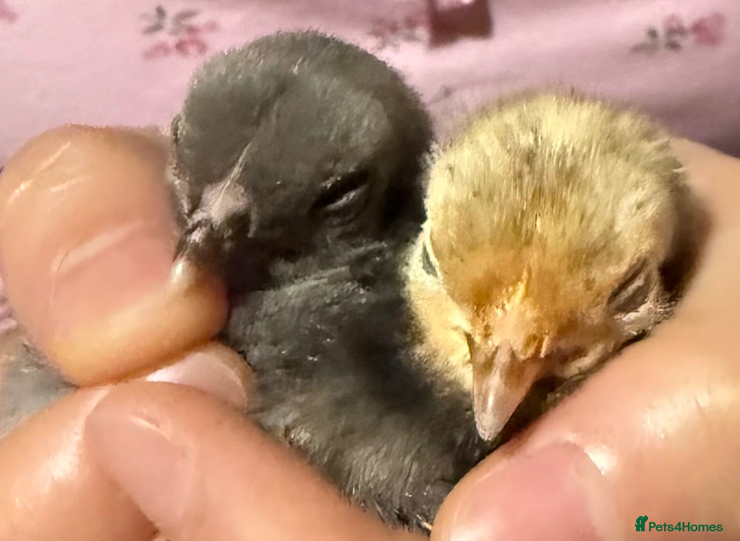 Mixed Breed birds 2 Lovely Baby Chicks Grey + Yellow Mixed - Advert 4