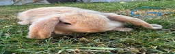Mini Lop rabbits for sale: Mini Lop Rabbits For Sale  - Advert 7