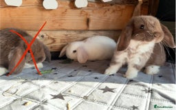 Mini Lop rabbits for sale: 4 beautiful mini lop babies  - Image 18