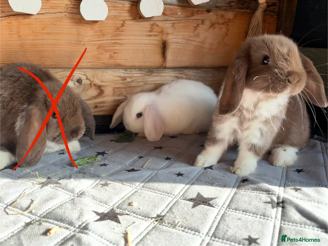 Mini Lop rabbits for sale: 4 beautiful mini lop babies  - Image 18