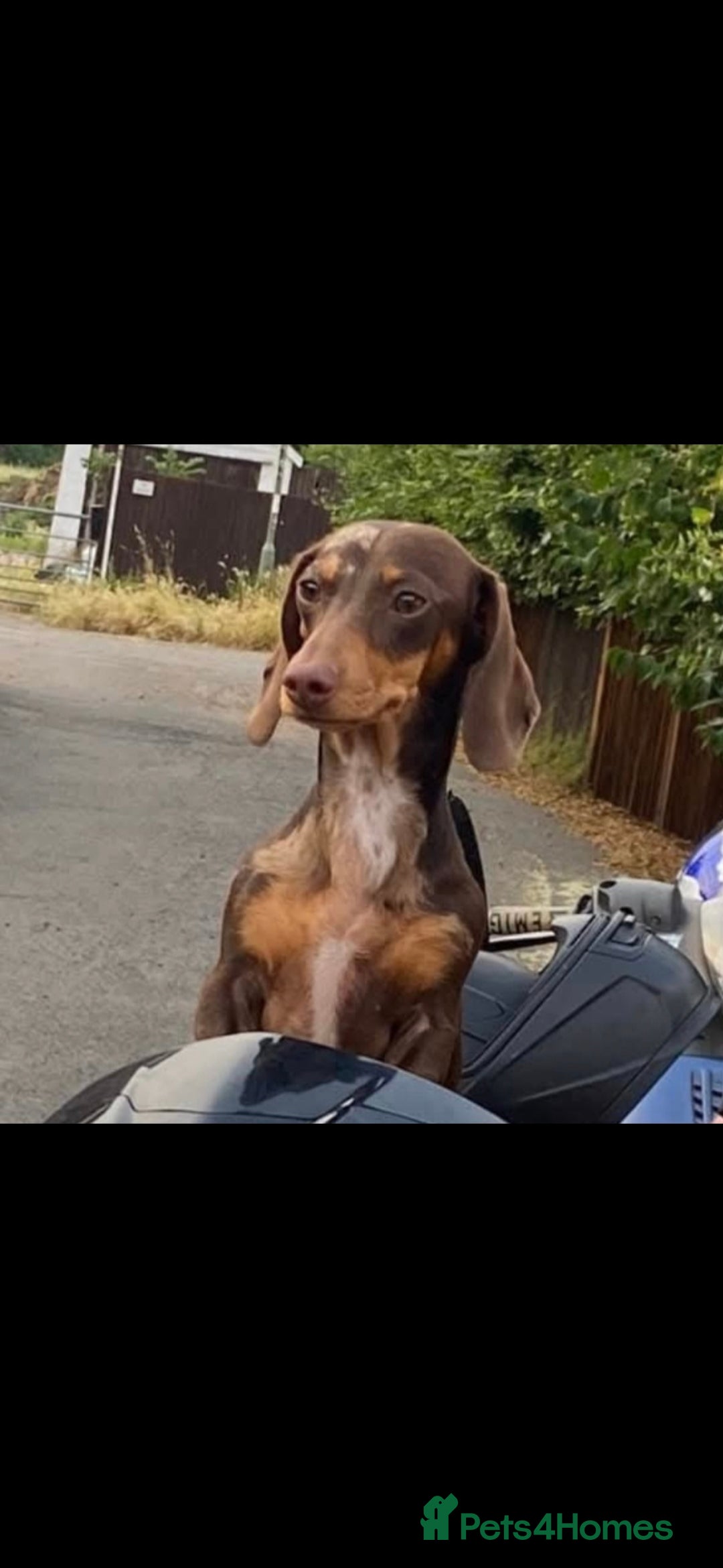 Miniature Dachshund dogs for sale: 👑🐾KC Champion Bloodline Dapples🐾👑 - Advert 15