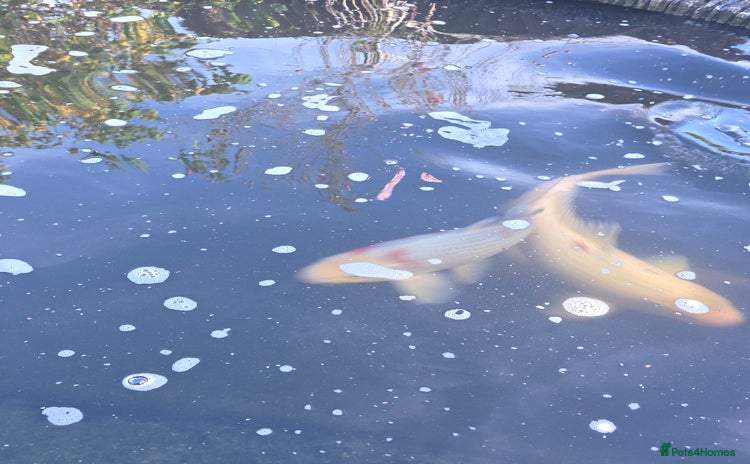 Koi Carp fish Variety of koi fish size from 35cm to 45 - Advert 3