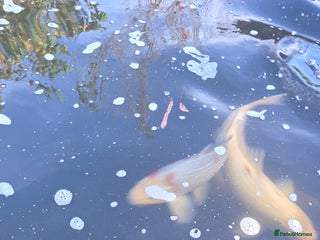 Koi Carp fish for sale: Variety of koi fish size from 35cm to 45 - Advert 1