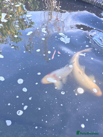 Koi Carp fish Variety of koi fish size from 35cm to 45 - Advert 1