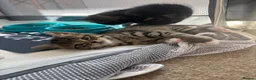 Mixed Breed cats for sale: Two gorgeous girl kittens  - Advert 8