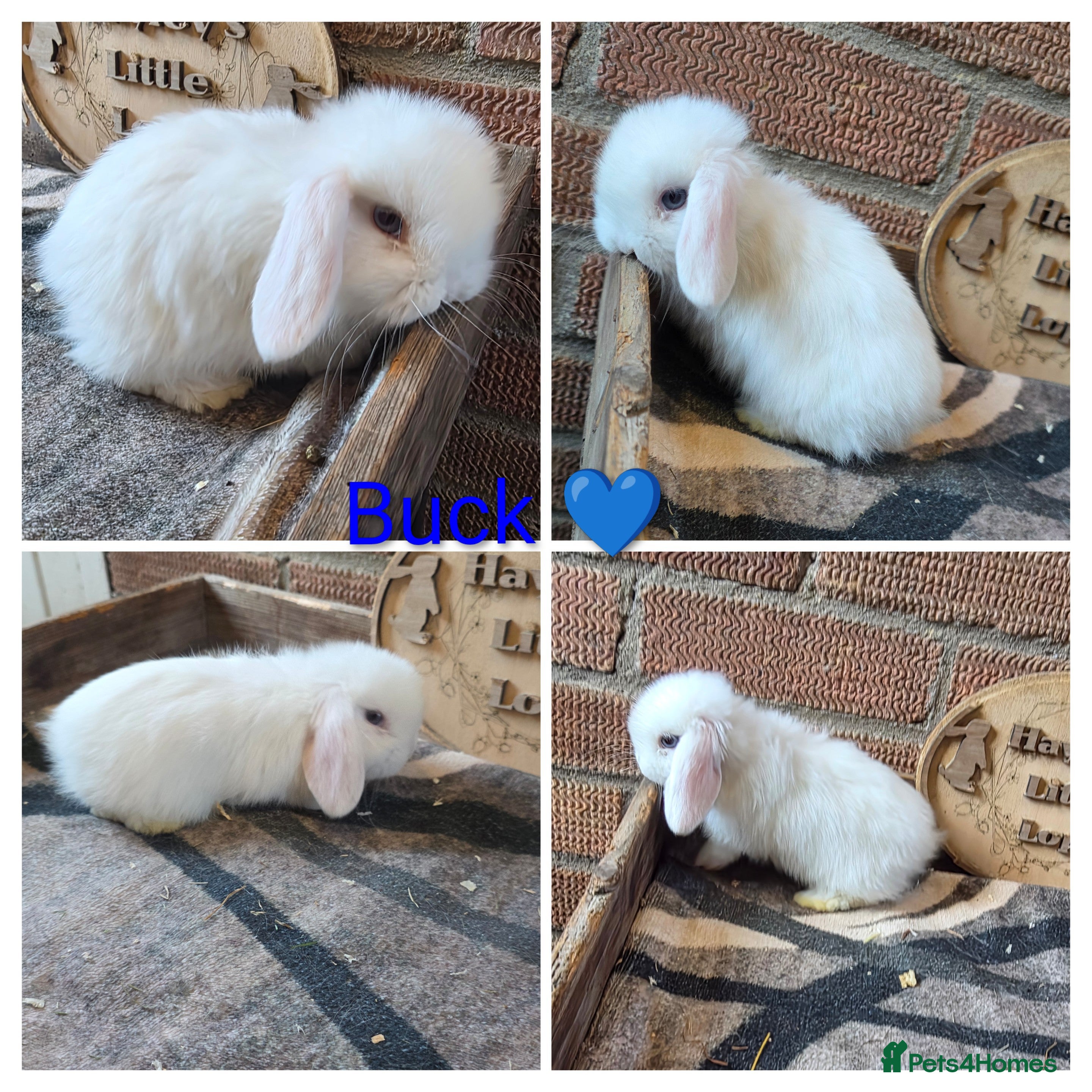 Mini Lop rabbits READY NOW Gorgeous pure breed mini lops  - Advert 13