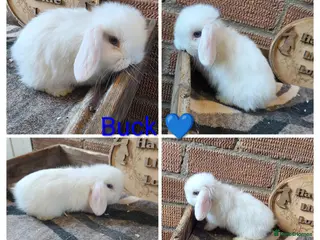 Mini Lop rabbits READY NOW Gorgeous pure breed mini lops - Advert 13