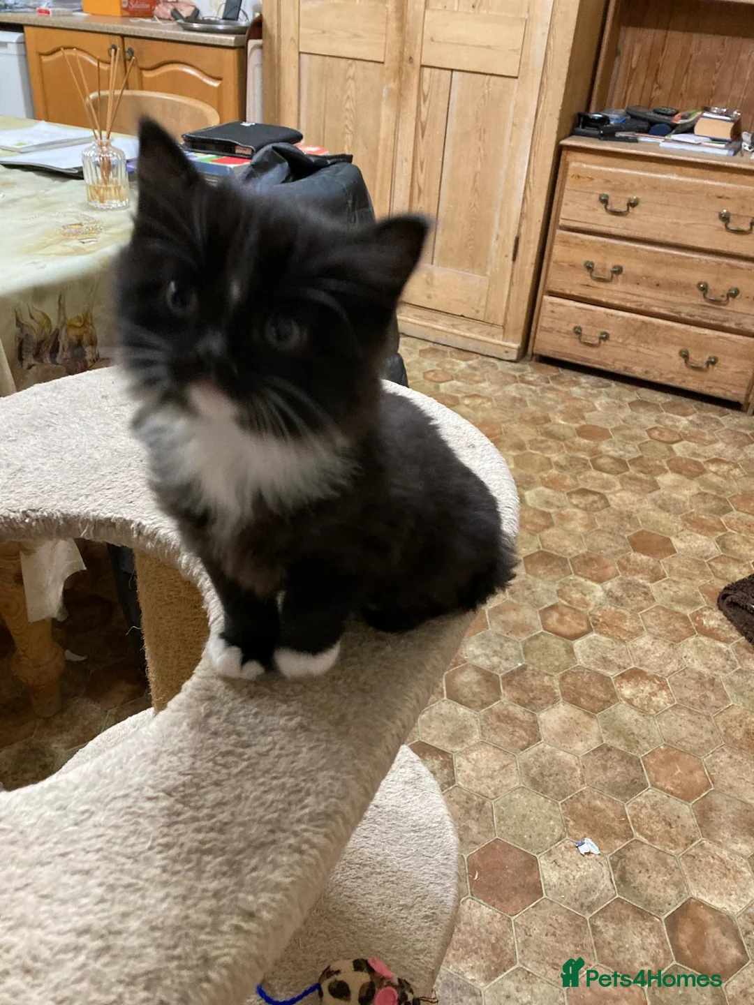 Mixed Breed cats for sale: Kitten - Advert 1