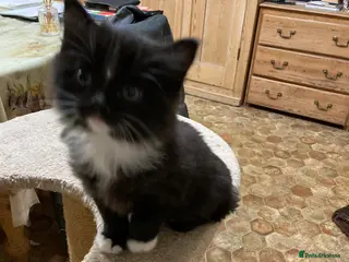 Mixed Breed cats Kitten - Advert 2