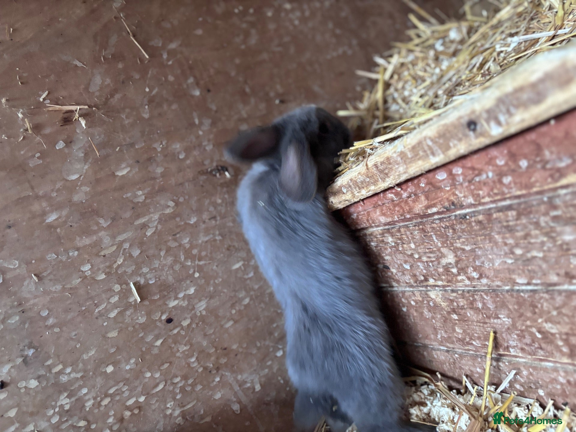 Mini Lop rabbits for sale: 1 beautiful bunnies for sale  - Advert 1