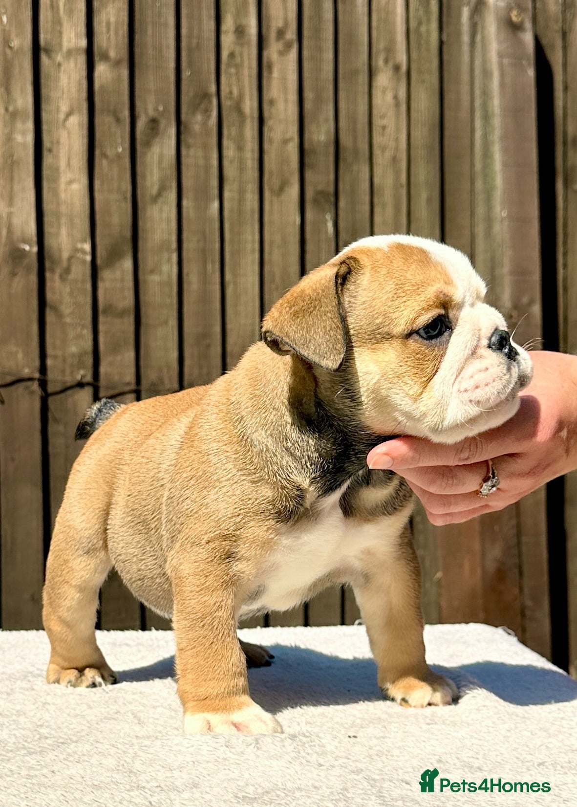 English Bulldog dogs ✨Purebred English Bulldog Pups✨ - Advert 1