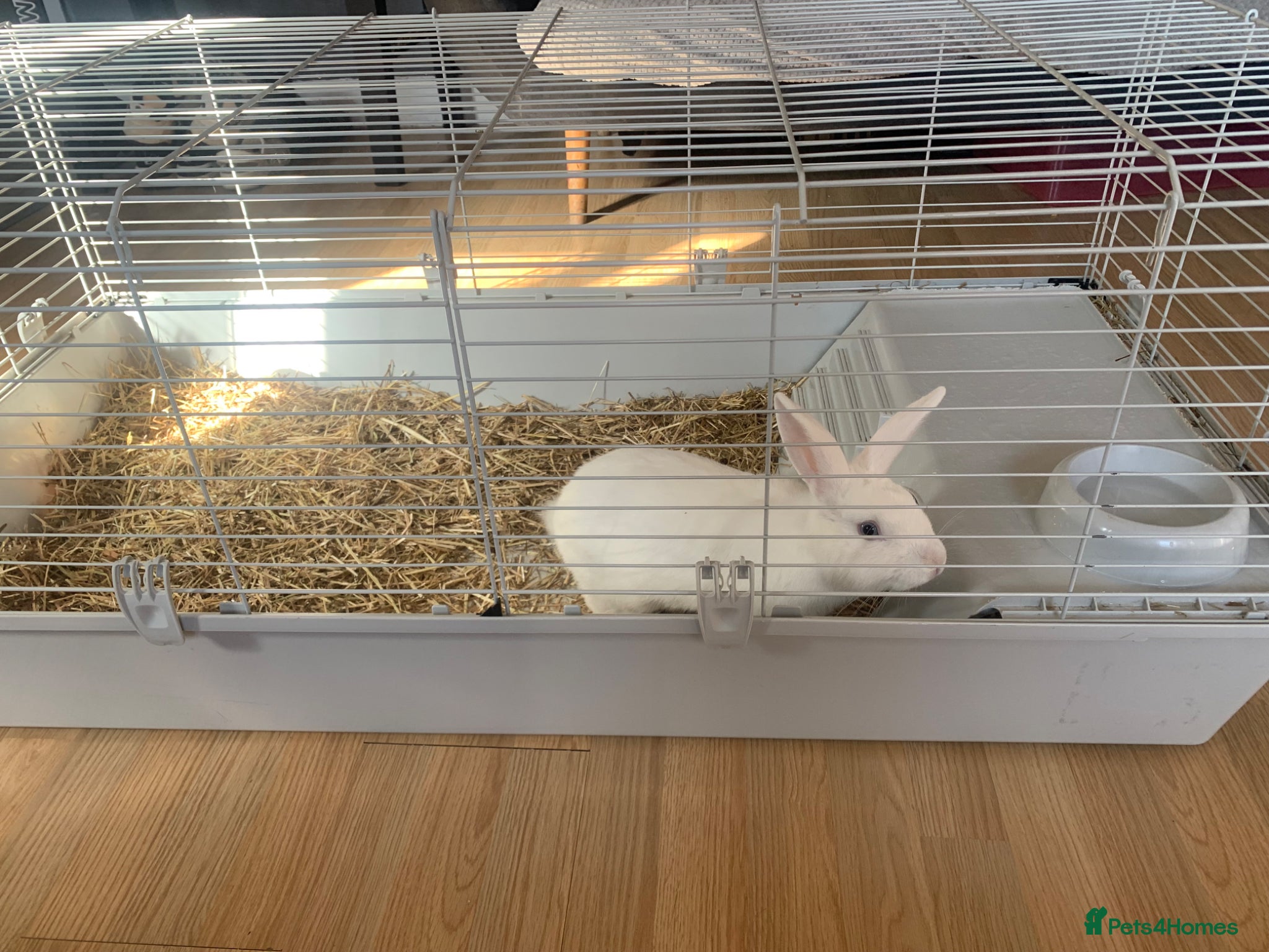 Dutch rabbits Rabbit + Rabbit cage  - Advert 1