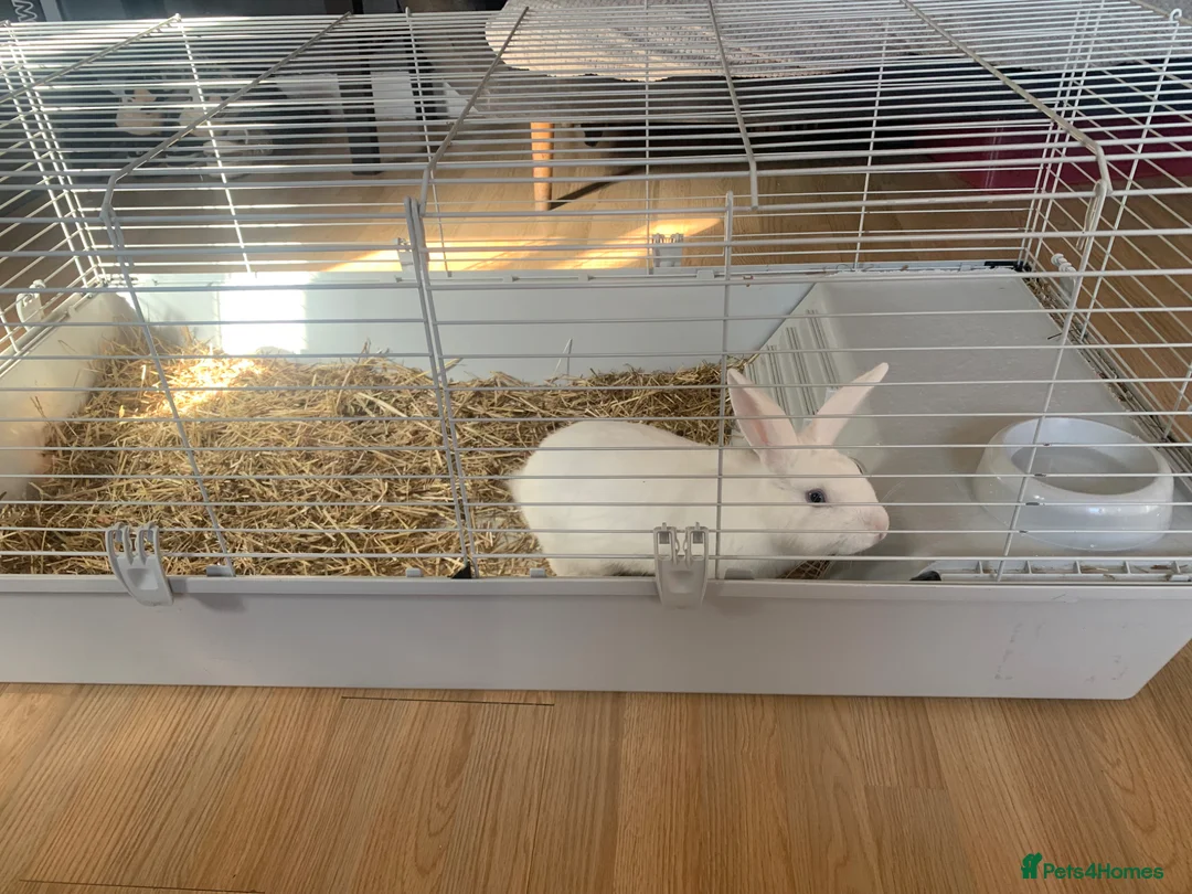 Dutch rabbits for sale: Rabbit + Rabbit cage  in Leigh - Advert 1
