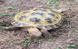 Tortoise reptiles for sale: Horsefield tortoise and hutch - Image 4