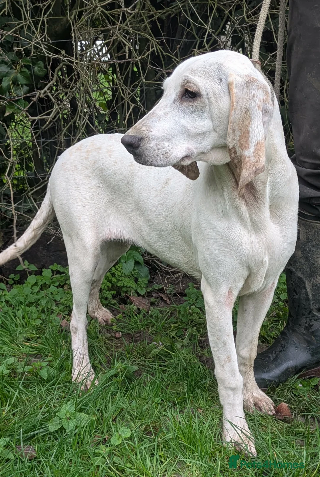 Mixed Breed dogs for sale: Porcelaine Hound Puppy - Advert 1