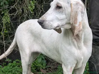 Mixed Breed dogs Porcelaine Hound Puppy - Advert 1