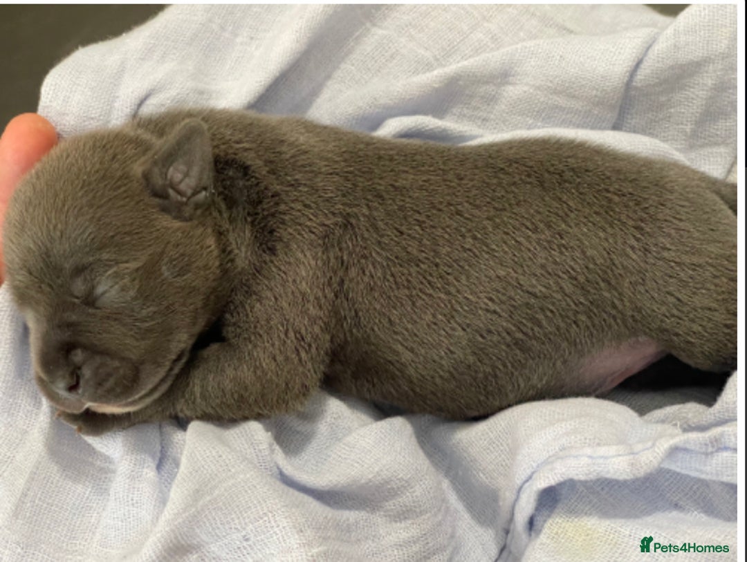 Staffordshire Bull Terrier dogs for sale: 🐶WORMED STAFFORDSHIRE BULL TERRIER PUPPIES 🐶 - Advert 2