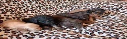 Cockapoo dogs for sale: STUNNING F1b COCKAPOO FROM 5* LICENCED BREEDER - Advert 10
