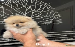 Pomeranian dogs for sale: Mini 500grams Now🔥Teddy Bear Face🧸 - Image 15