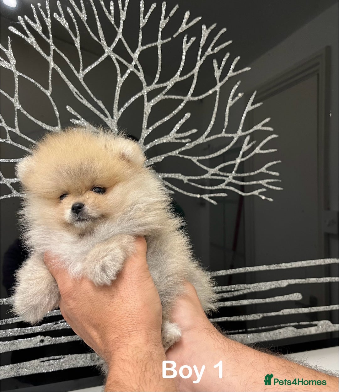 Pomeranian dogs for sale: Mini 500grams Now🔥Teddy Bear Face🧸 - Image 15