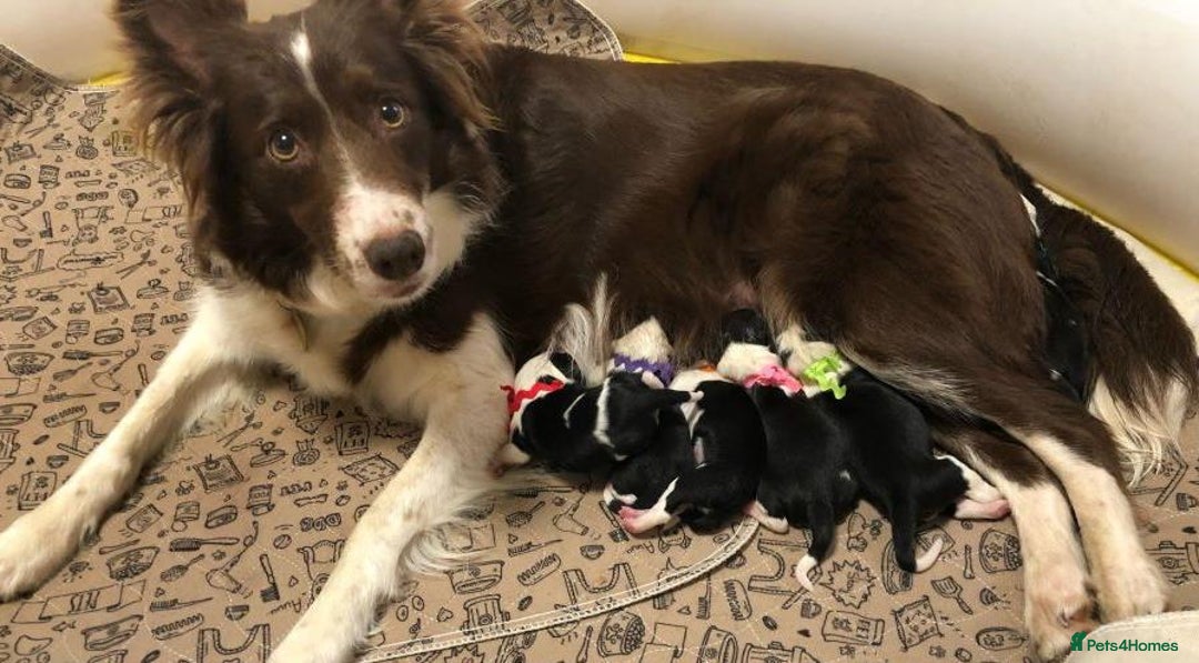 Border Collie dogs for sale: PBC Puppies - Border collie  - Advert 3
