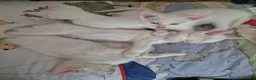 Mixed Breed cats for sale: White Kittens Ready to leave - Advert 6