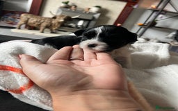 Mixed Breed dogs for sale: Maltese cross Chinese crested puppies for sale - Image 3