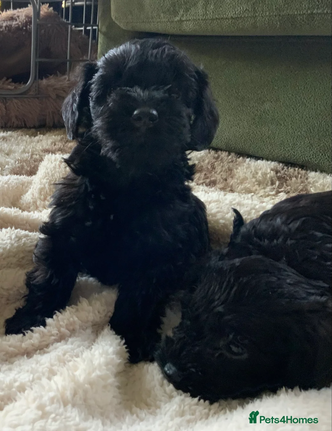 Schnoodle dogs for sale: Stunning miniature Schnoodle puppies - Advert 23