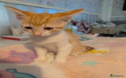 Siamese cats for sale: Siamese x breed  - Image 10